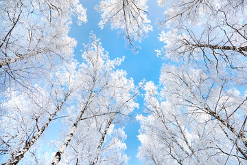 birch covered with hoarfrost