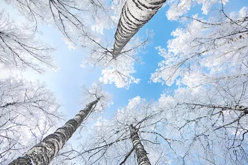 Fototapete Rund Birkenwald birch covered with hoarfrost  © mikeosphoto