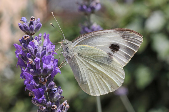 cavolaia maggiore (Pieris brassicae) - femmina