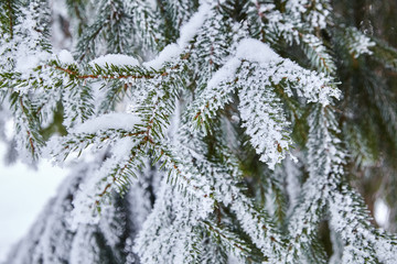 branches of spruce. winter forest