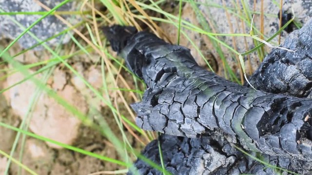 burned piece of wood looking like snakes skin