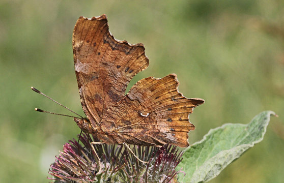 Vanessa C-bianco (Polygonia C-album)