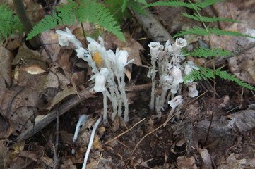 Indian Pipe