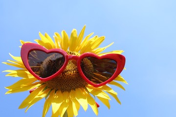Sonnenblume mit Sonnenbrille