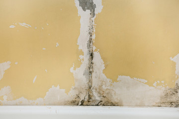 The old wall in the bathroom is covered with mold due to humidity in the room.
