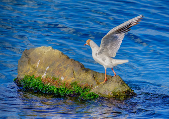 Gulls on the Sea of Marmara in Istanbul