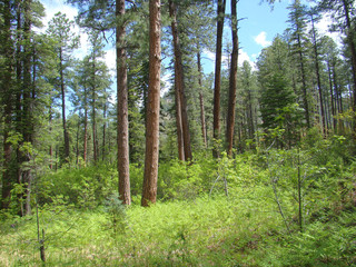 Trees and Bushes in See Canyon on the Mogollon Rim