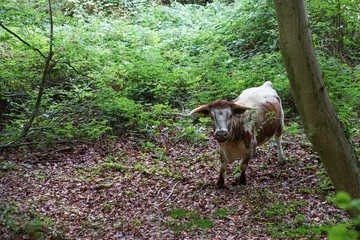 Staring cow in the forest in England