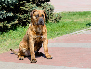 Perro de Presa Canario seats. The Perro de Presa Canario is in the city park.