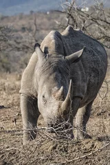 Crédence de cuisine en verre imprimé Rhinocéros rhinocéros blanc dans la brousse