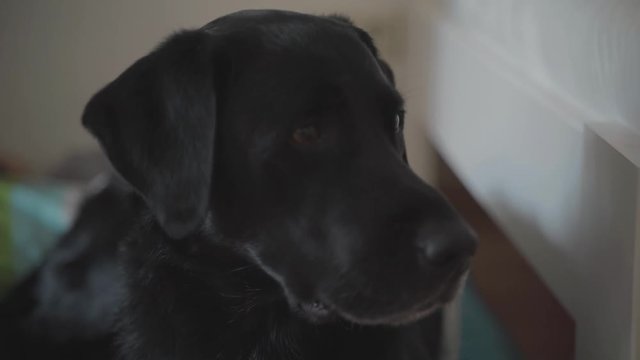 Dog 23,976 fps relaxing