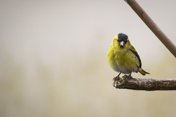 The little yellow bird with space for text