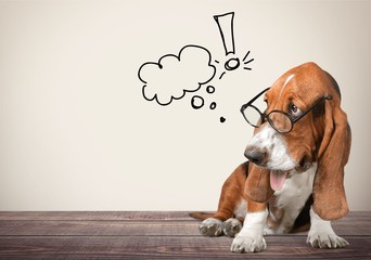 Basset Hound Using a Laptop Computer