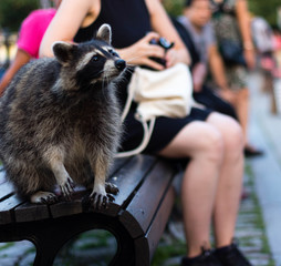 Raccoons begging for food on the Mount-Royal in Montreal, Canada