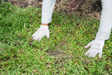 Planting grass sheet  on ground, Installing Natural Grass Turfs