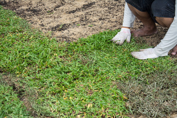 Planting grass sheet  on ground, Installing Natural Grass Turfs