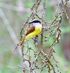 Obraz premium Great Kiskadee, Pitangus sulphuratus, Order: Passeriformes, Family: Tyrannidae