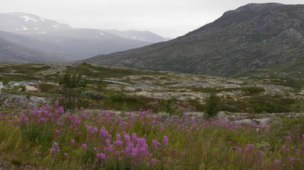 Fototapeta na wymiar Dovrefjell-Sunndalsfjella-Nationalpark, Norwegen