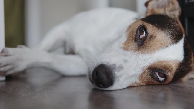 Small dog breeds Jack Russell Terrier lays on the floor and falls asleep. Feeling tired or bored.