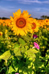 Sunflowers, Ohio