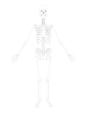 3d illustration of human skeleton