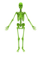 3d illustration of human skeleton