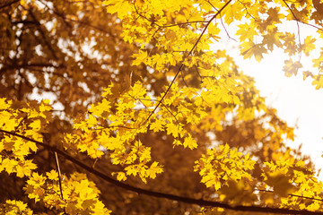 Naklejka na ściany i meble Warm sunrays pass through yellow maple leaves. Beautiful autumn background. Vibrant abstract fall forest view