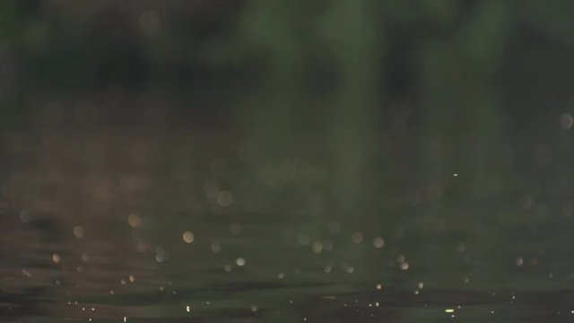 Flys Dust particles above water with trees in background shallow depth of field