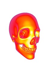 3d illustration of human skull