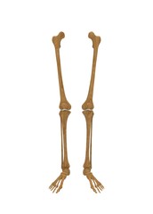 3d illustration of human legs bones