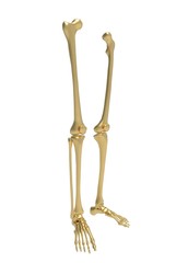 3d illustration of human legs bones