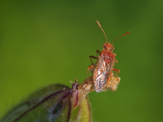 Red bug macro on the peak of flower and green background