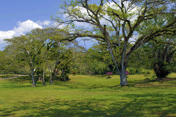 lanscaped garden with lush trees.
