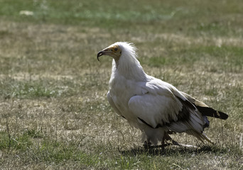 Egyptian vulture (Neophron percnopterus), also called the white scavenger vulture or pharaoh's chicken