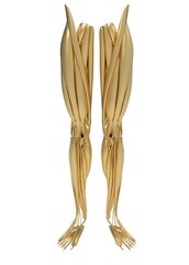 3d illustration of human legs muscles