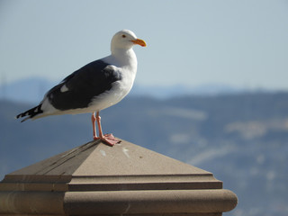 Seagull on a sunny day