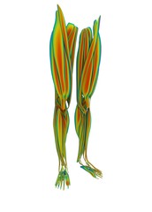 3d illustration of human legs muscles