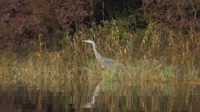Grey heron on the lookout while hunting for fish in river amongst reeds