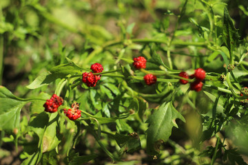 Obraz premium Strawberry spinach growing in the garden, spinach with red berries, a useful plant