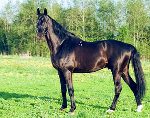 exterior  beautiful black sportive  stallion