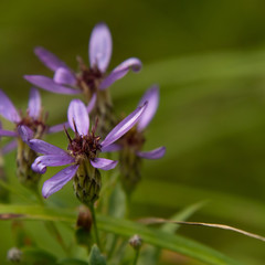Purlpe wildflowers with copy space