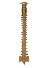 3d illustration of human vertebra bones