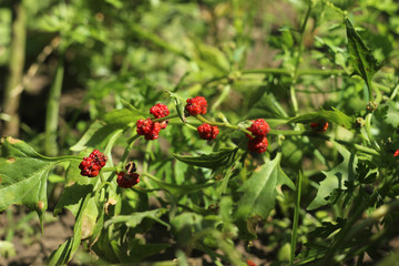 Obraz premium Strawberry spinach growing in the garden, spinach with red berries, a useful plant
