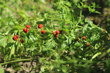 Obraz premium Strawberry spinach growing in the garden, spinach with red berries, a useful plant