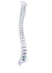 3d illustration of human vertebra bones