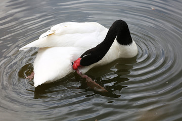 Noir, Rouge et Blanc