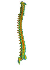 3d illustration of human vertebra bones