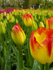 Fototapeta premium Keukenhof Gardens tulips