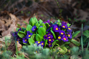 Lovely stand of deep blue primrose in early spring