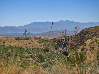 Scenic View of Four Peaks and Roosevelt Lake in Arizona